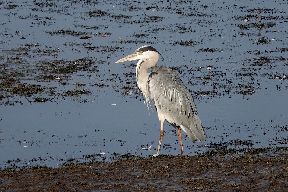 Grey Heron