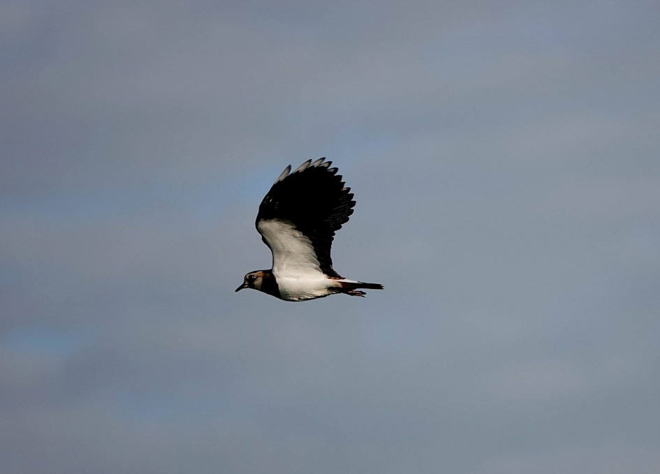 Lapwing