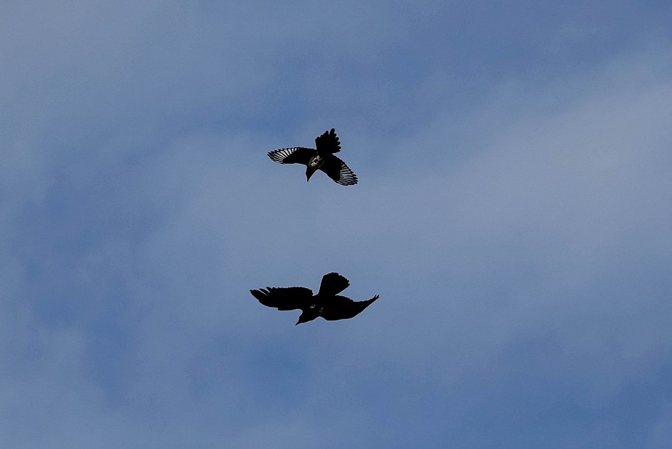 Magpie