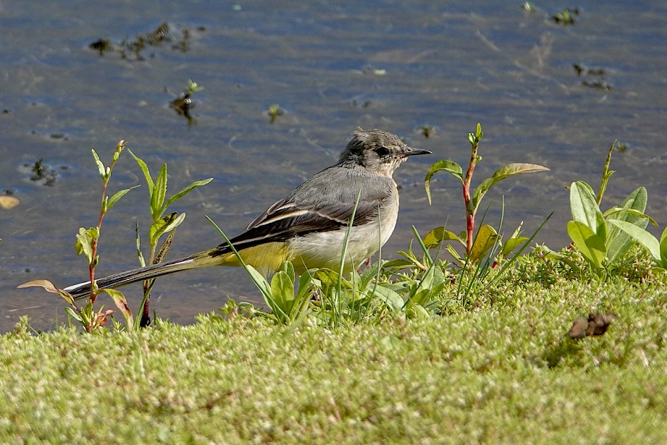 Grey Wagtail