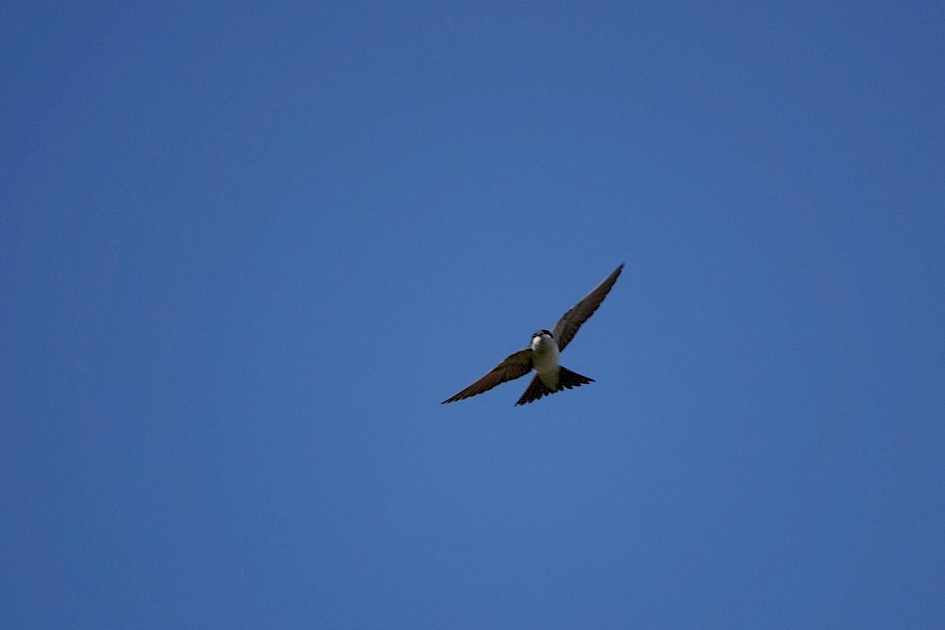 House Martin