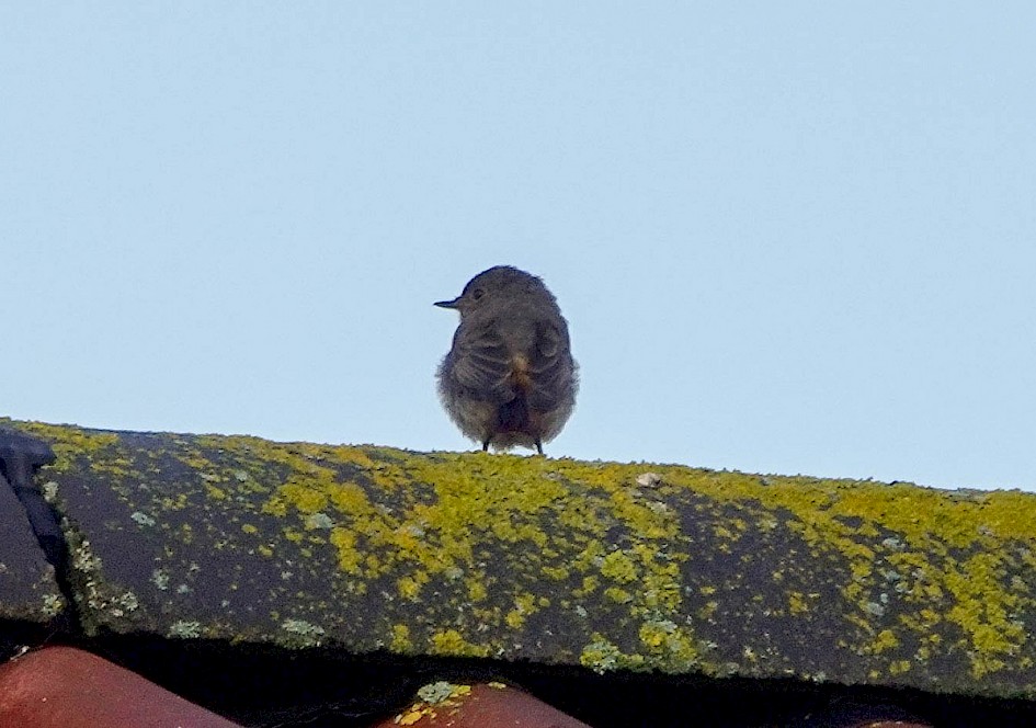 Black Redstart