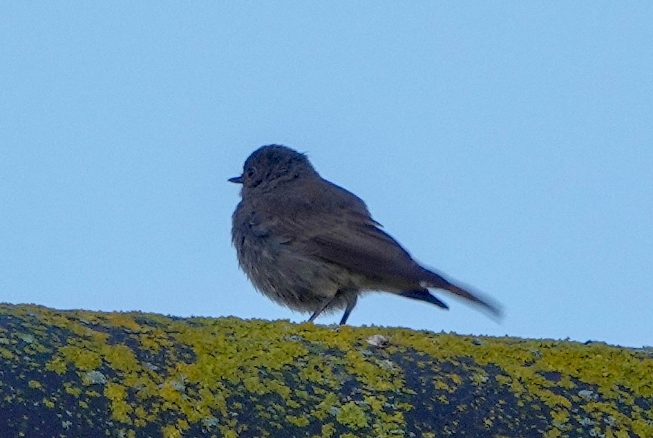 Black Redstart