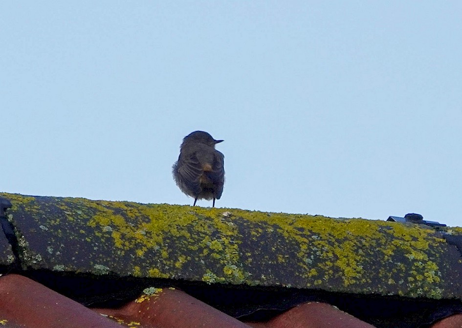 Black Redstart