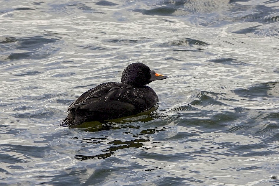 Common Scoter