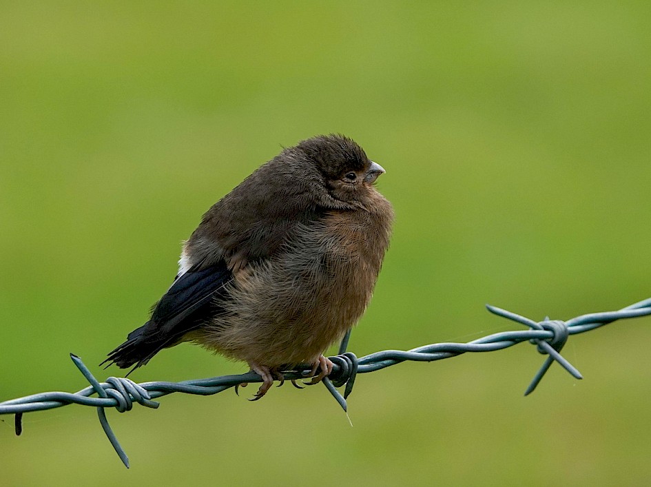 juv. Bullfinch