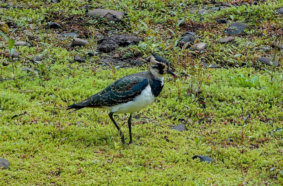 Lapwing