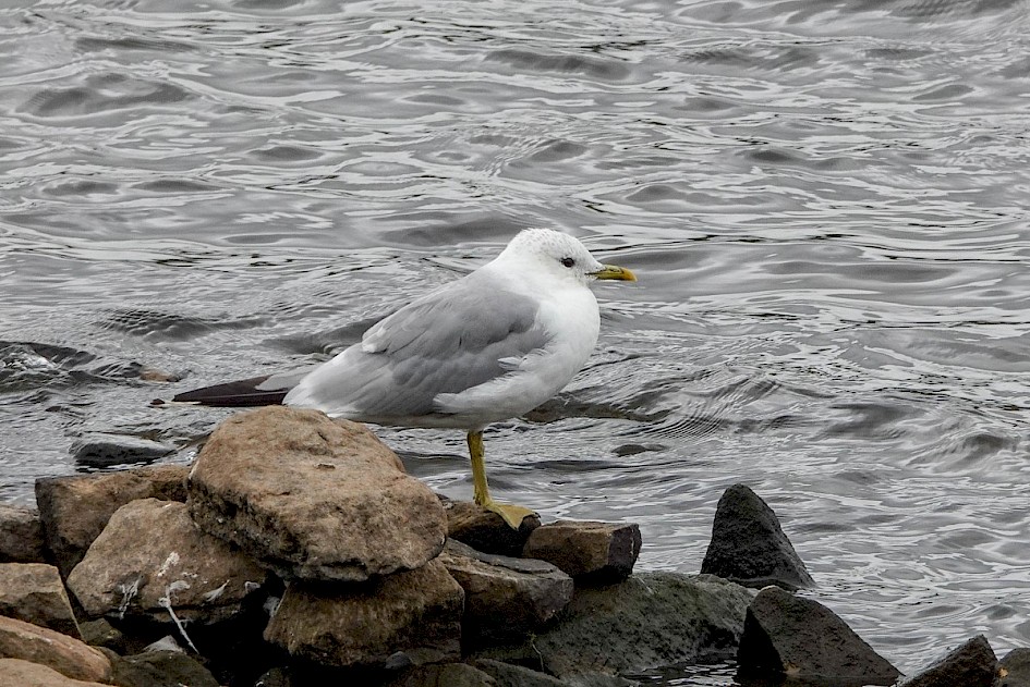 Common Gull