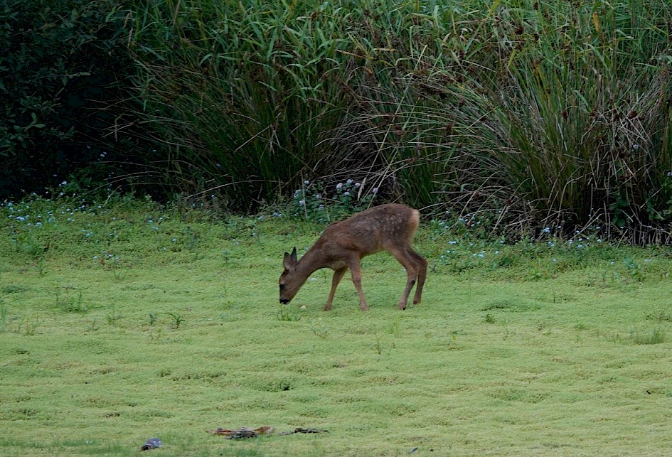 Roe Deer