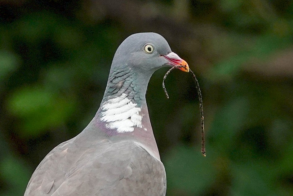 Woodpigeon