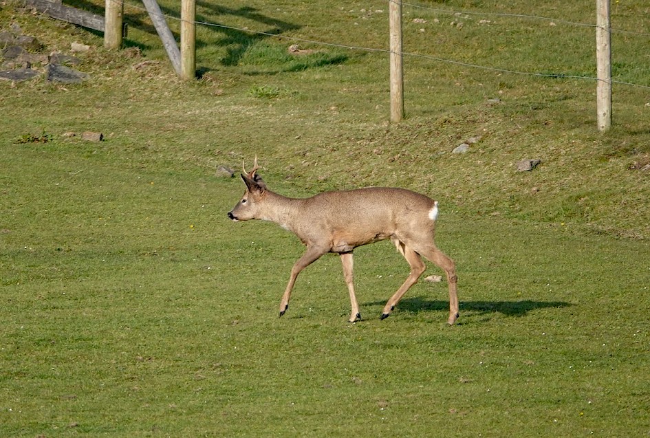 Roedeer