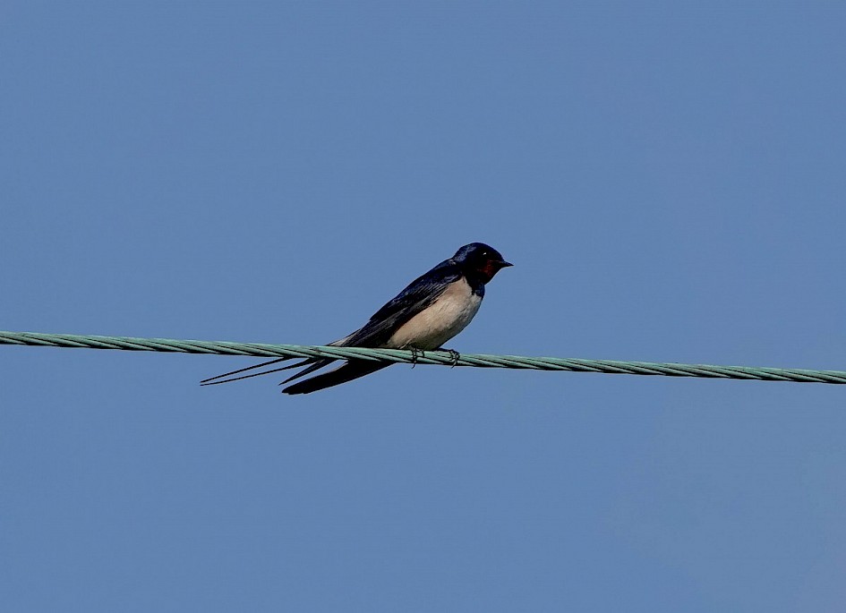 Swallow