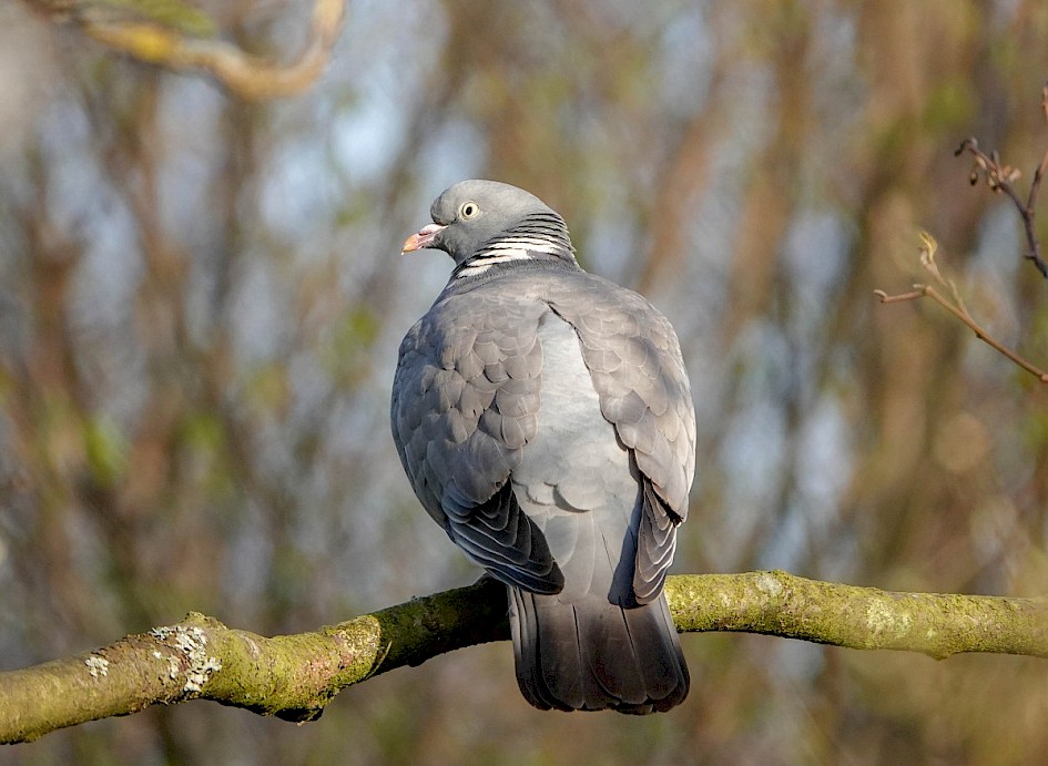 Woodpigeon