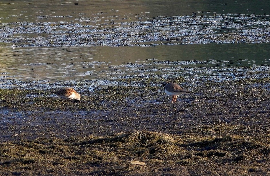 Dunlin & Ringed Plover