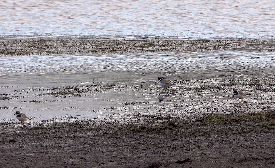 3 Ringed Plover