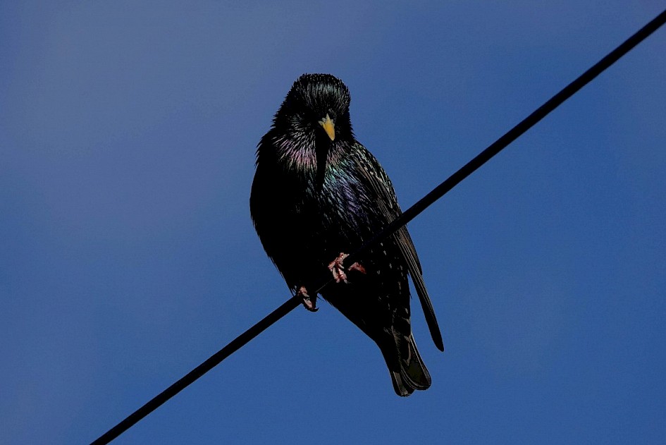 Starling by the back door