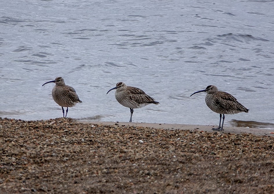 Whimbrel from the Pavilion Pines