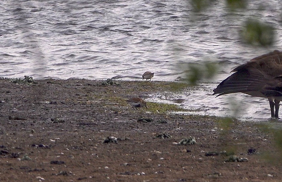 Dunlin & Ringed Plover