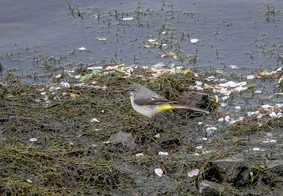 Grey Wagtail by overflow