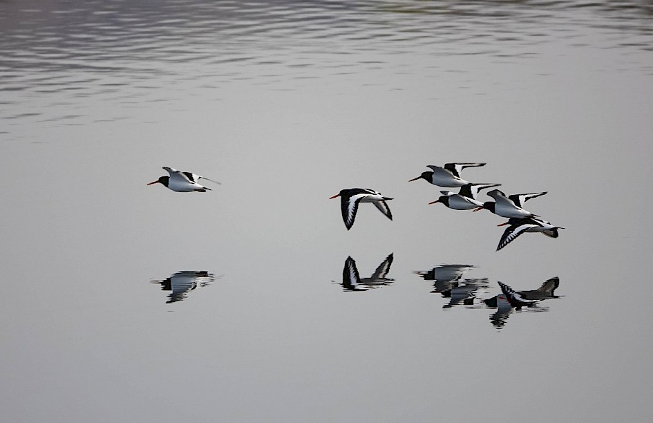 Oystercatchers