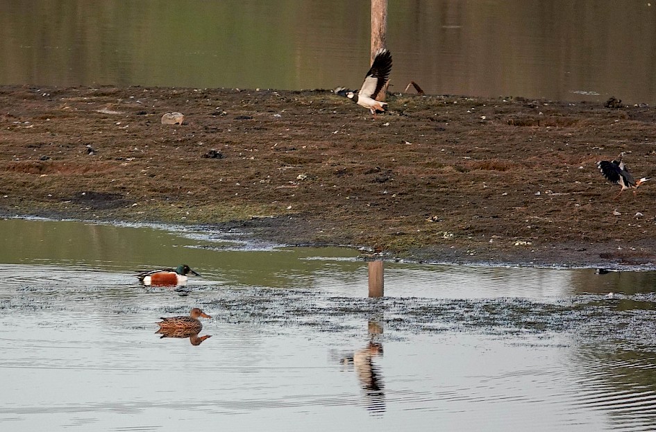 Shoveler on reserve