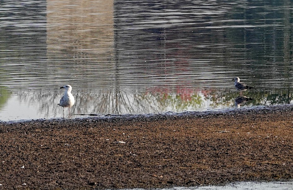 Bird on the left is GBB.  What's the one on the right?