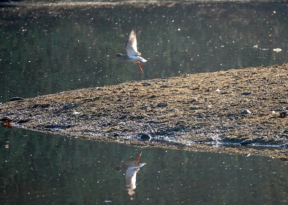 Redshank taking off