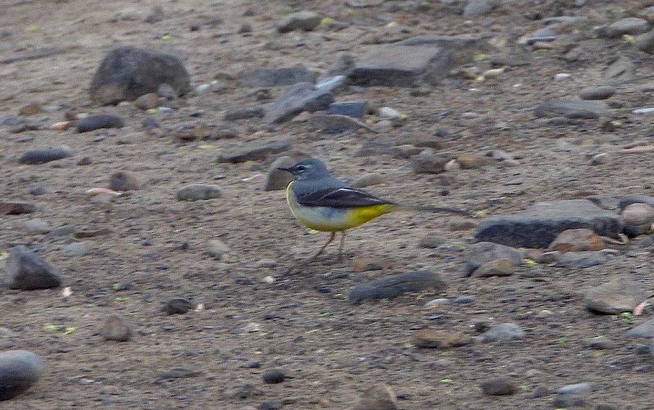 Grey Wagtail - videograb