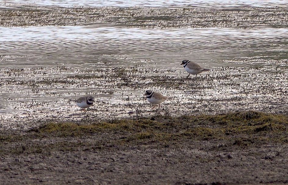Ringed Plovers - videograb