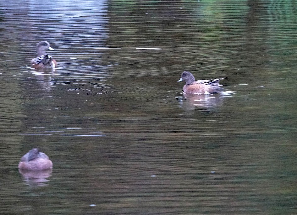 American Wigeon