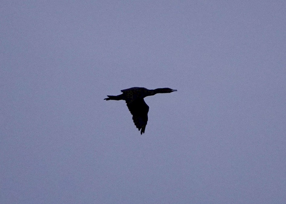 Brandt's Cormorant?