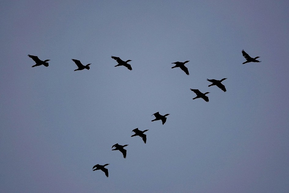 Brandt's Cormorants