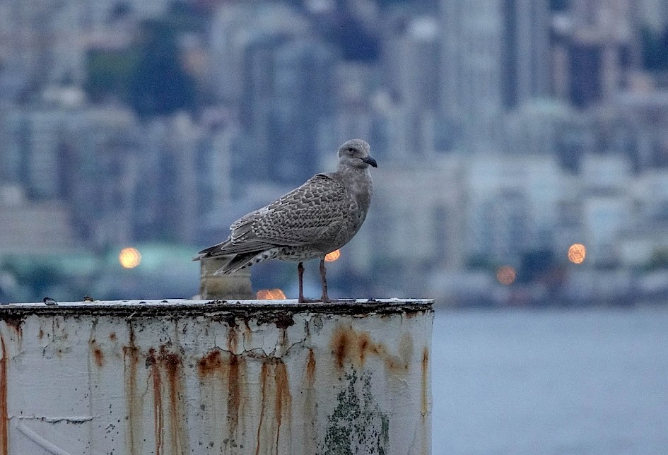 juv. Glaucous-winged Gull