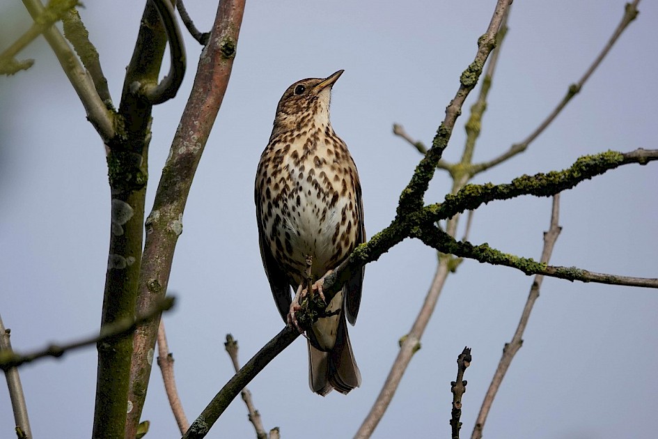 Song Thrush