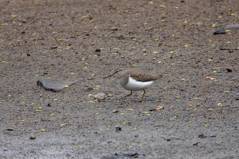 Common Sandpiper