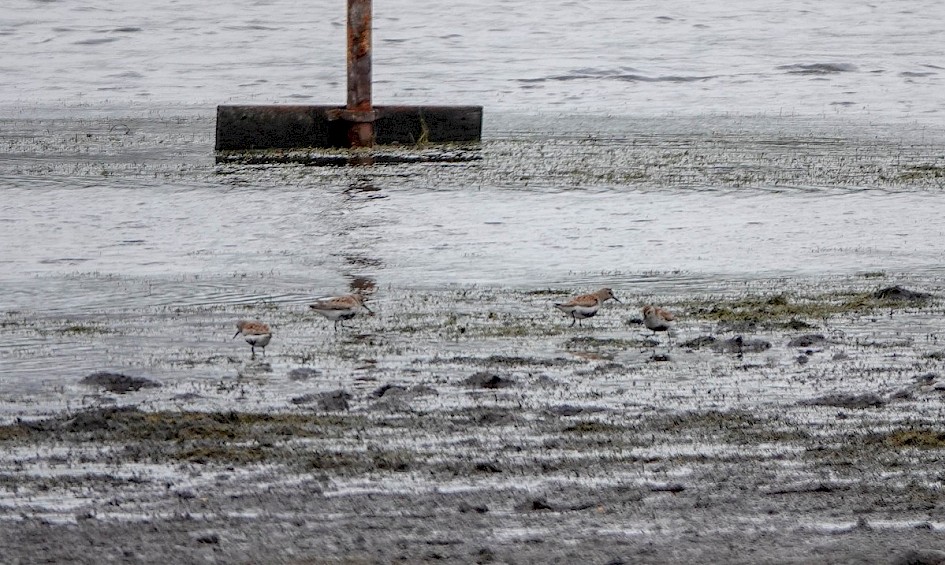 Dunlins