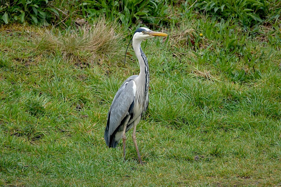 Grey Heron