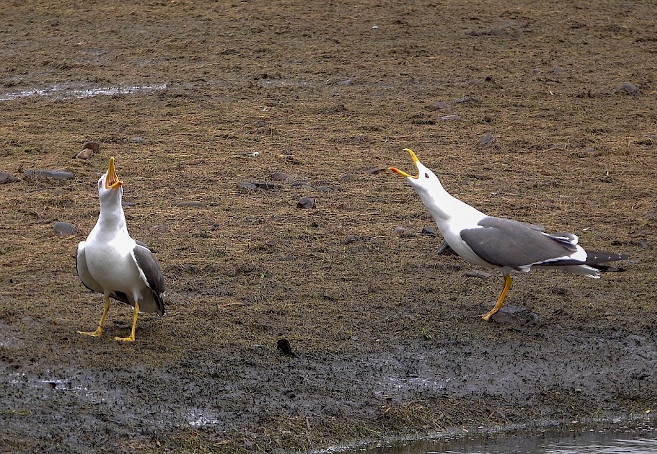 Lesser Black-backs