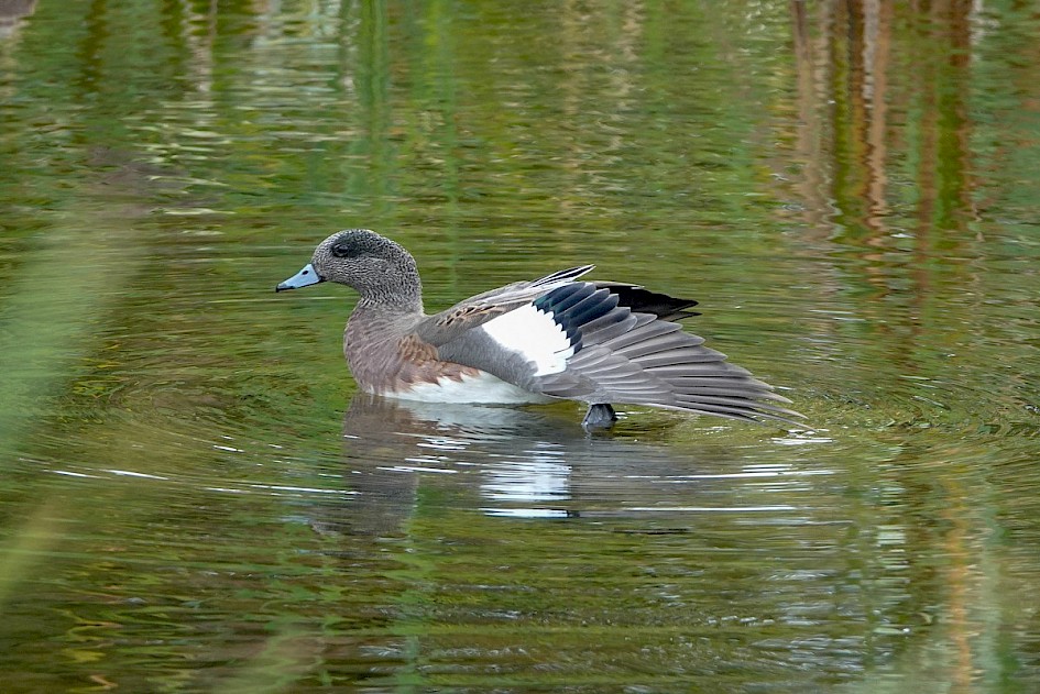 American Wigeon - Coal Harbour