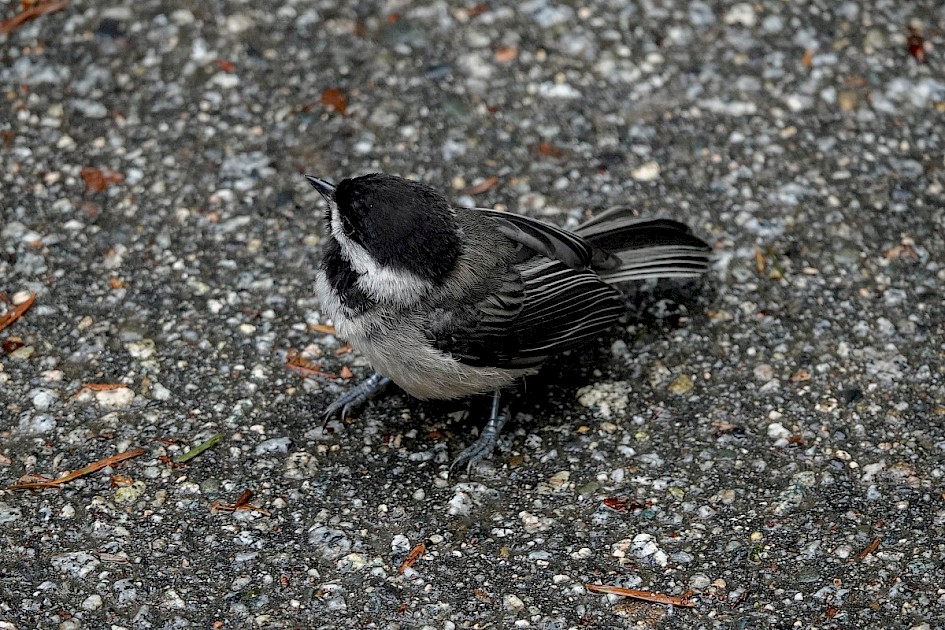 Black-capped Chickadee - Stanley Park