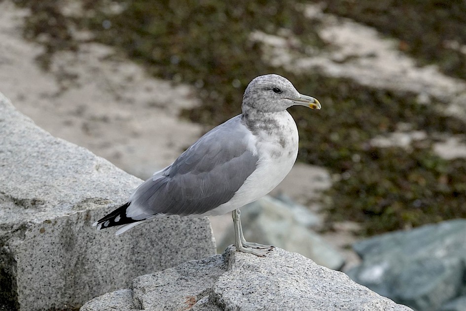 California Gull - Stanley Park
