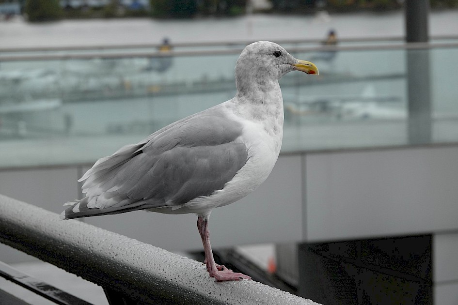 Glaucous-winged Gull - Coal Harbour