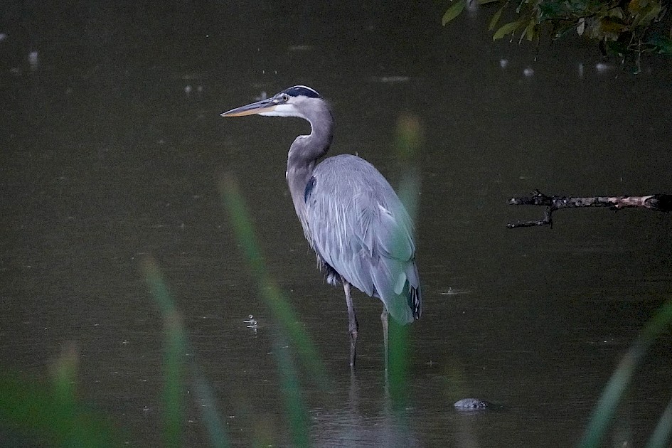 Great Blue Heron - Lost Lagoon