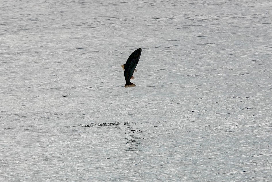 Leaping Salmon - off Stanley Park