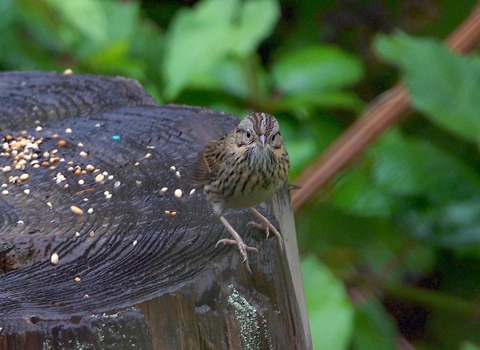 Lincoln's Sparrow - Stanley Park