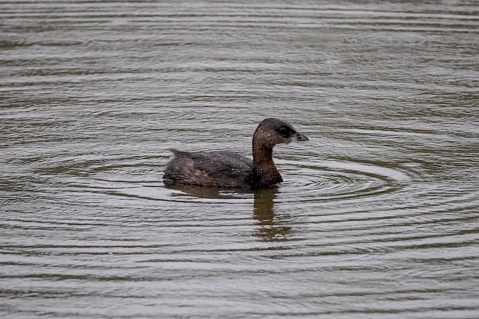 Pied-billed Grebe - Lost Lagoon