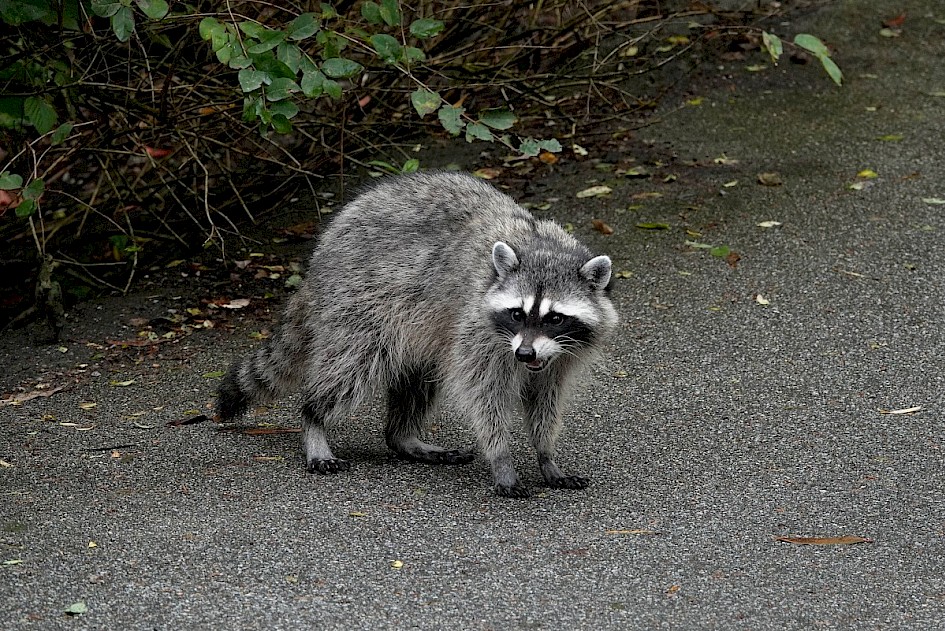 Raccoon - Stanley Park