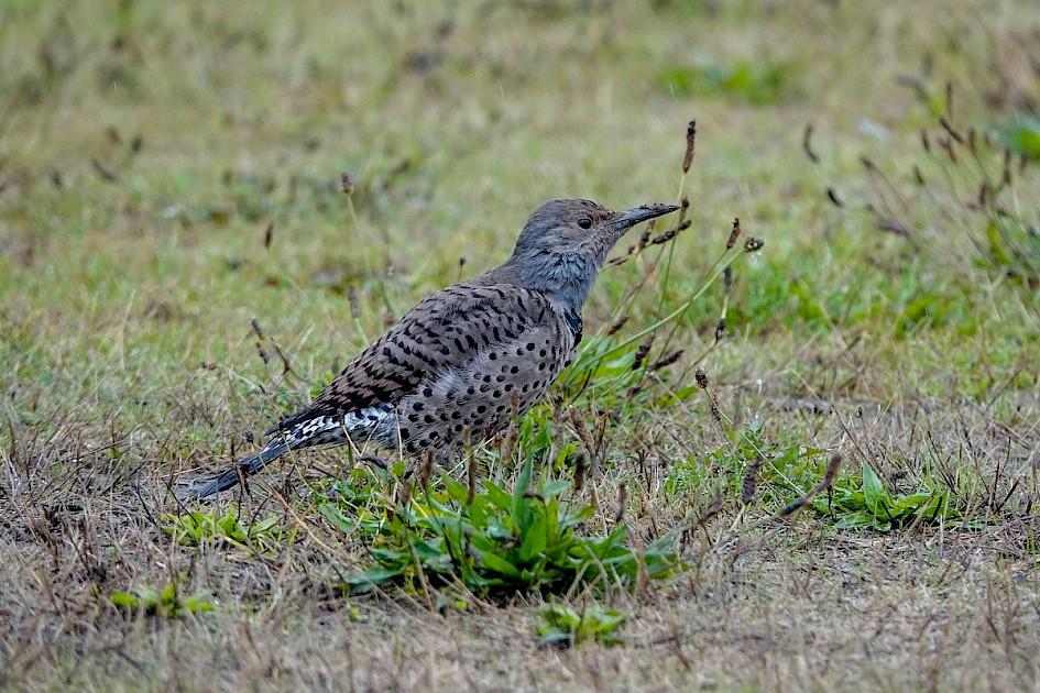 Red-shafted Flicker - Coal Harbour
