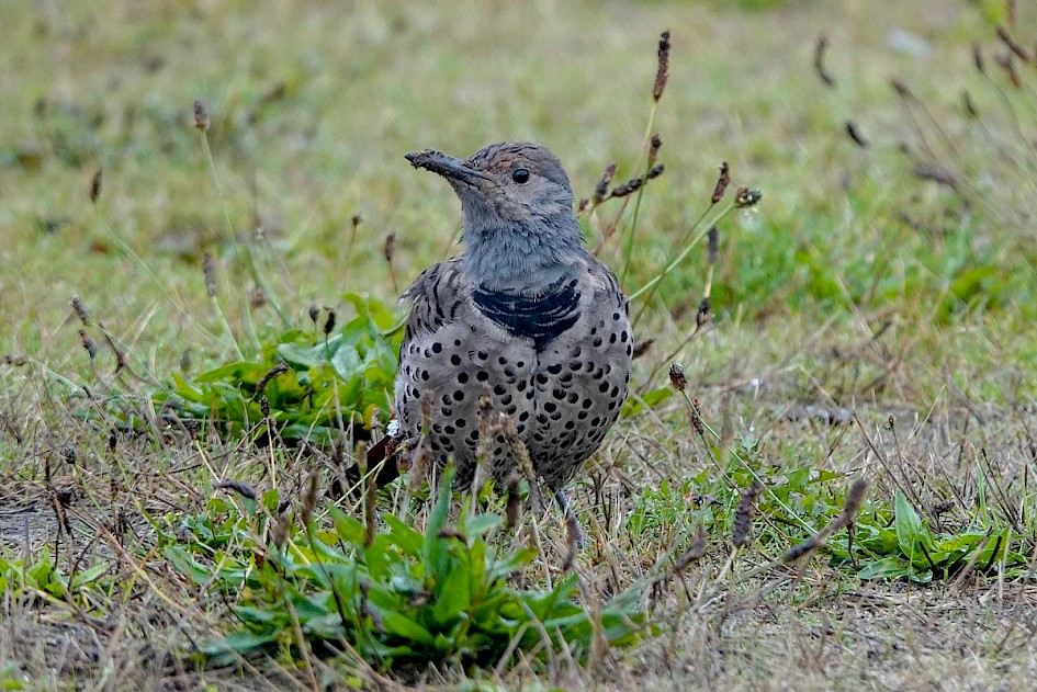 Red-shafted Flicker - Coal Harbour