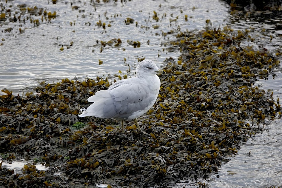 Ring-billed Gull - Stanley Park